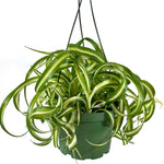 Load image into Gallery viewer, Spider Plant Bonnie
