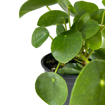 Pilea Peperomioides