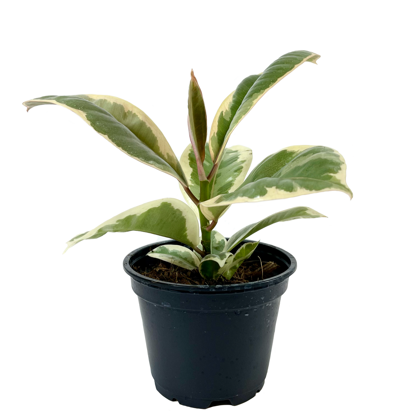 Ficus Decora Tineke