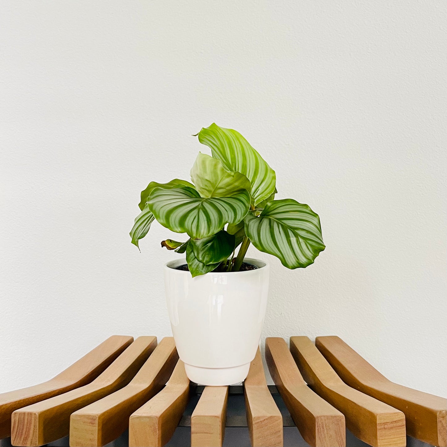 Calathea Orbifolia