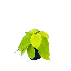 Philodendron Cordatum Lemon