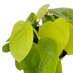 Load image into Gallery viewer, Philodendron Cordatum Lemon
