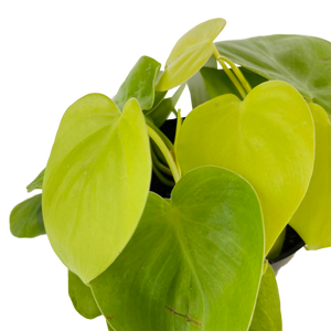 Philodendron Cordatum Lemon