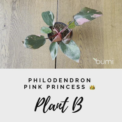 Philodendron Pink Princess