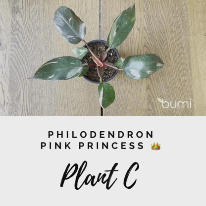 Philodendron Pink Princess