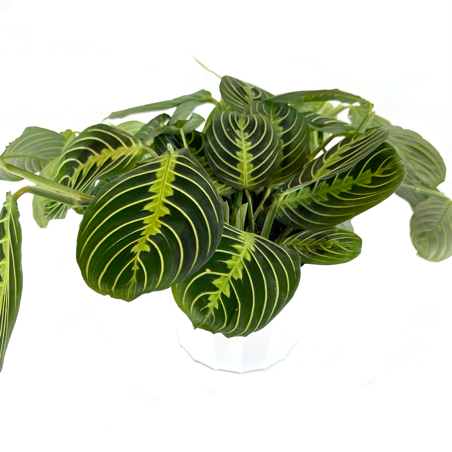 Maranta Lemon Lime