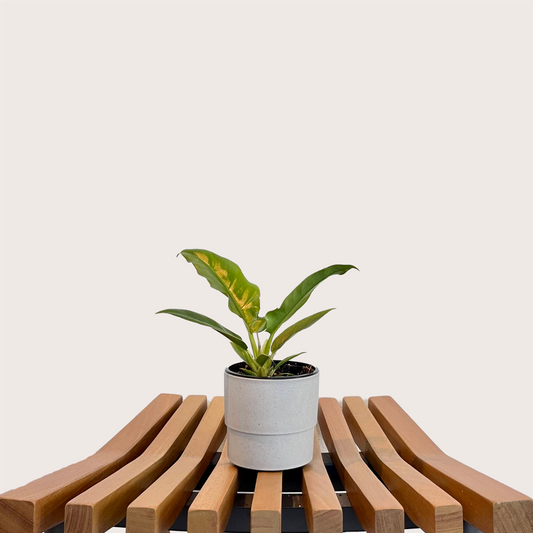 Philodendron Narrow