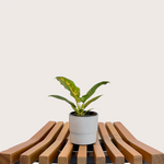 Load image into Gallery viewer, Philodendron Narrow
