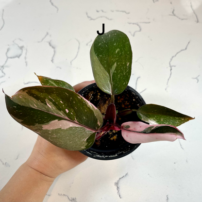 Philodendron Pink Princess