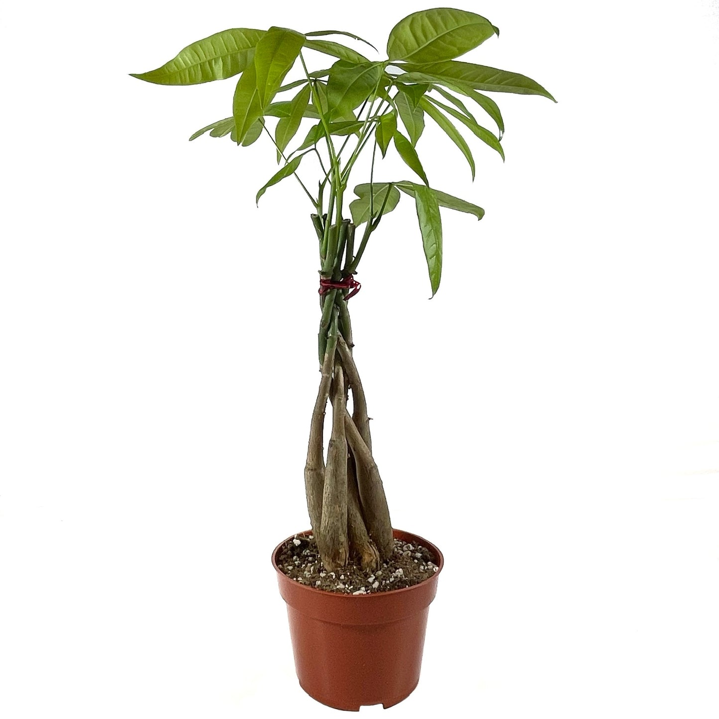 Pachira Money Tree