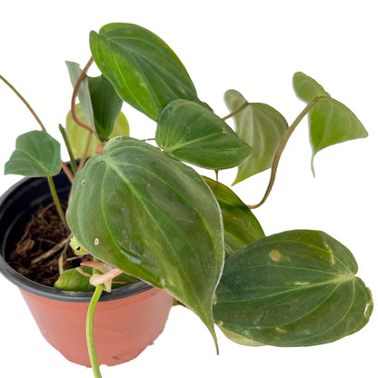 Philodendron Micans