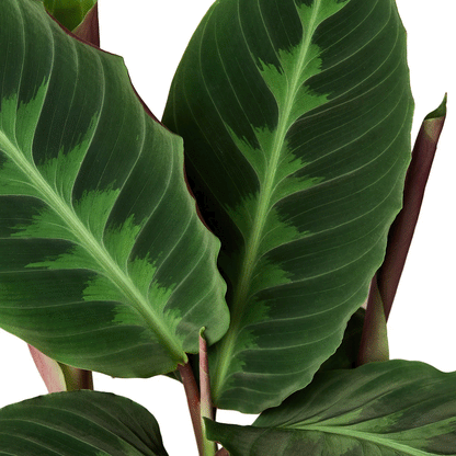 Calathea Warscewiczii