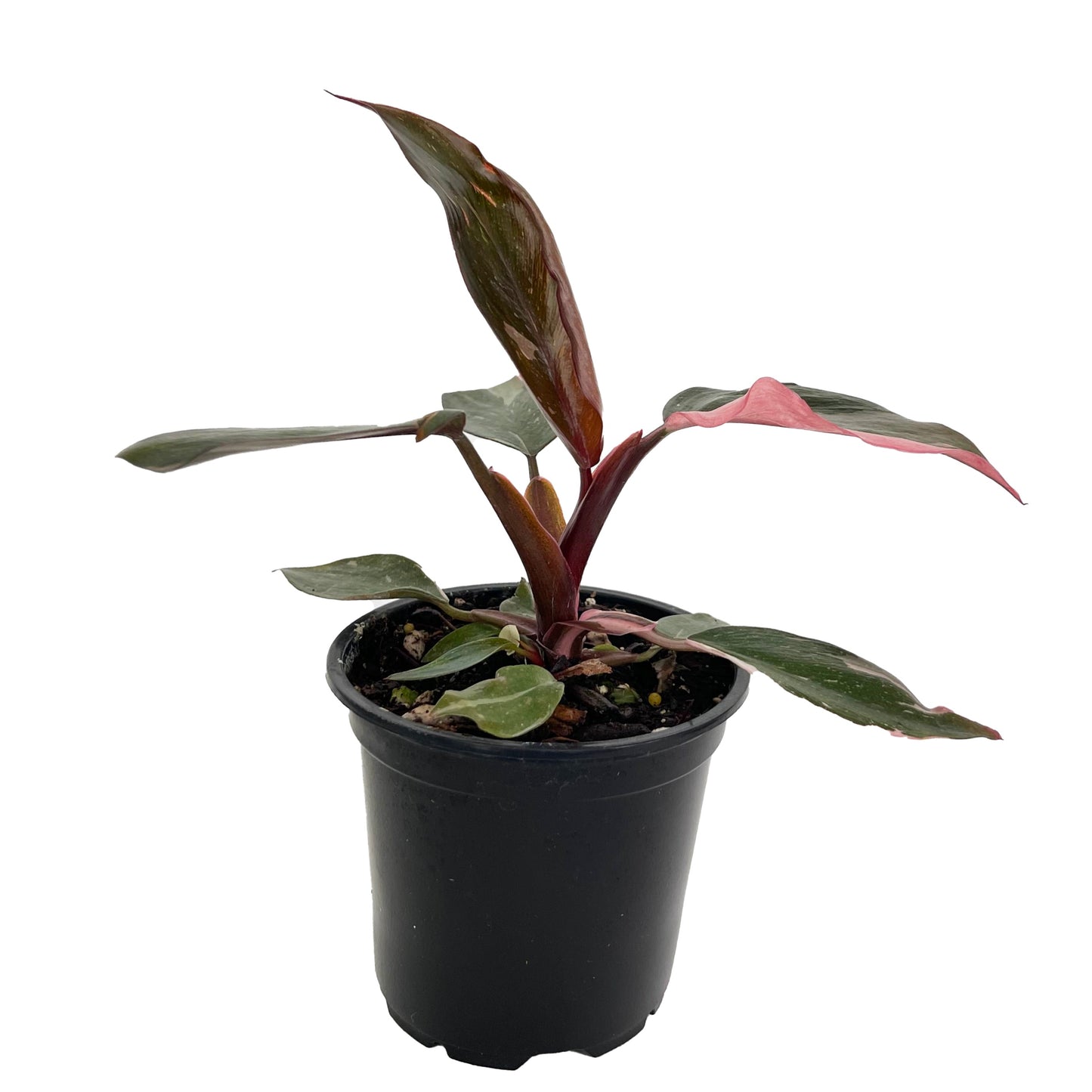 Philodendron Pink Princess