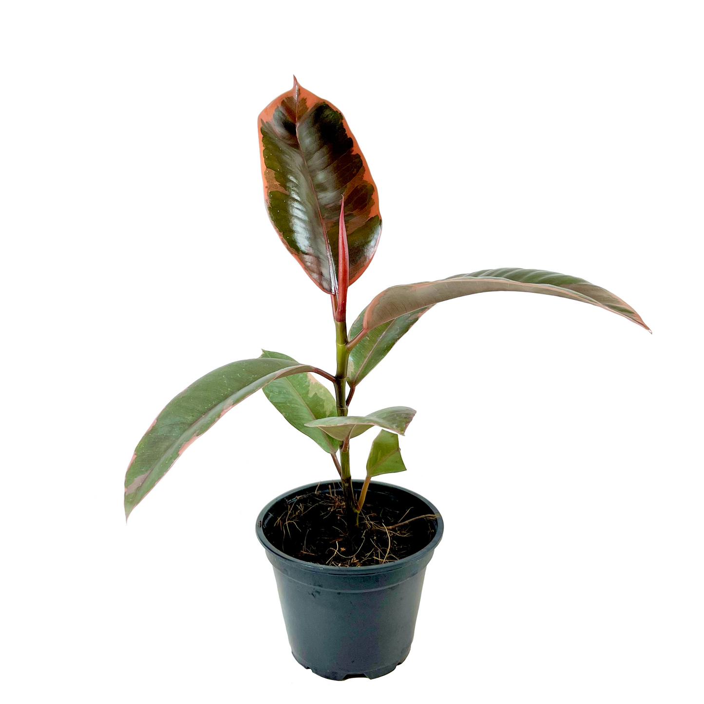 Ficus Decora Ruby