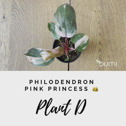 Philodendron Pink Princess