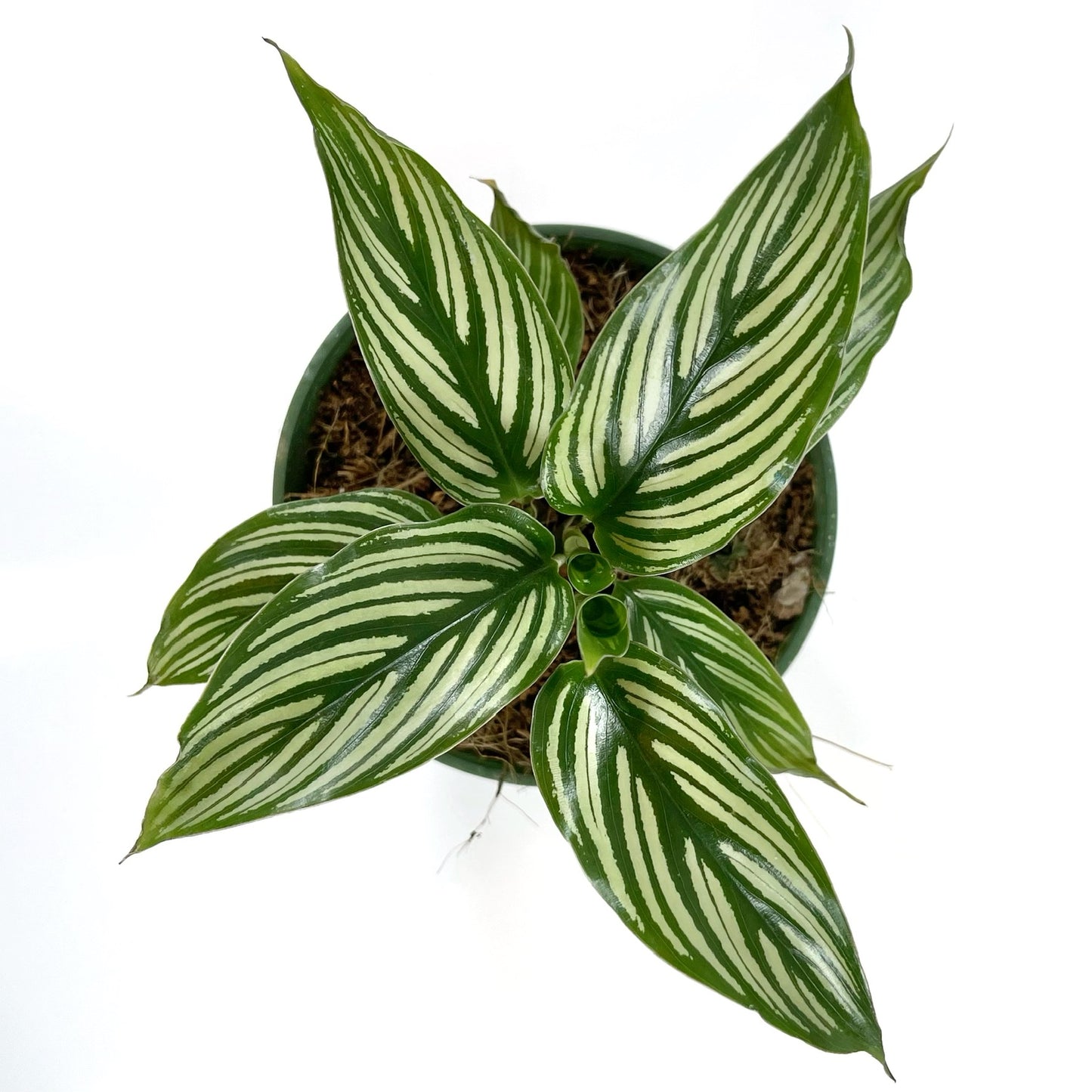 Calathea Vittata