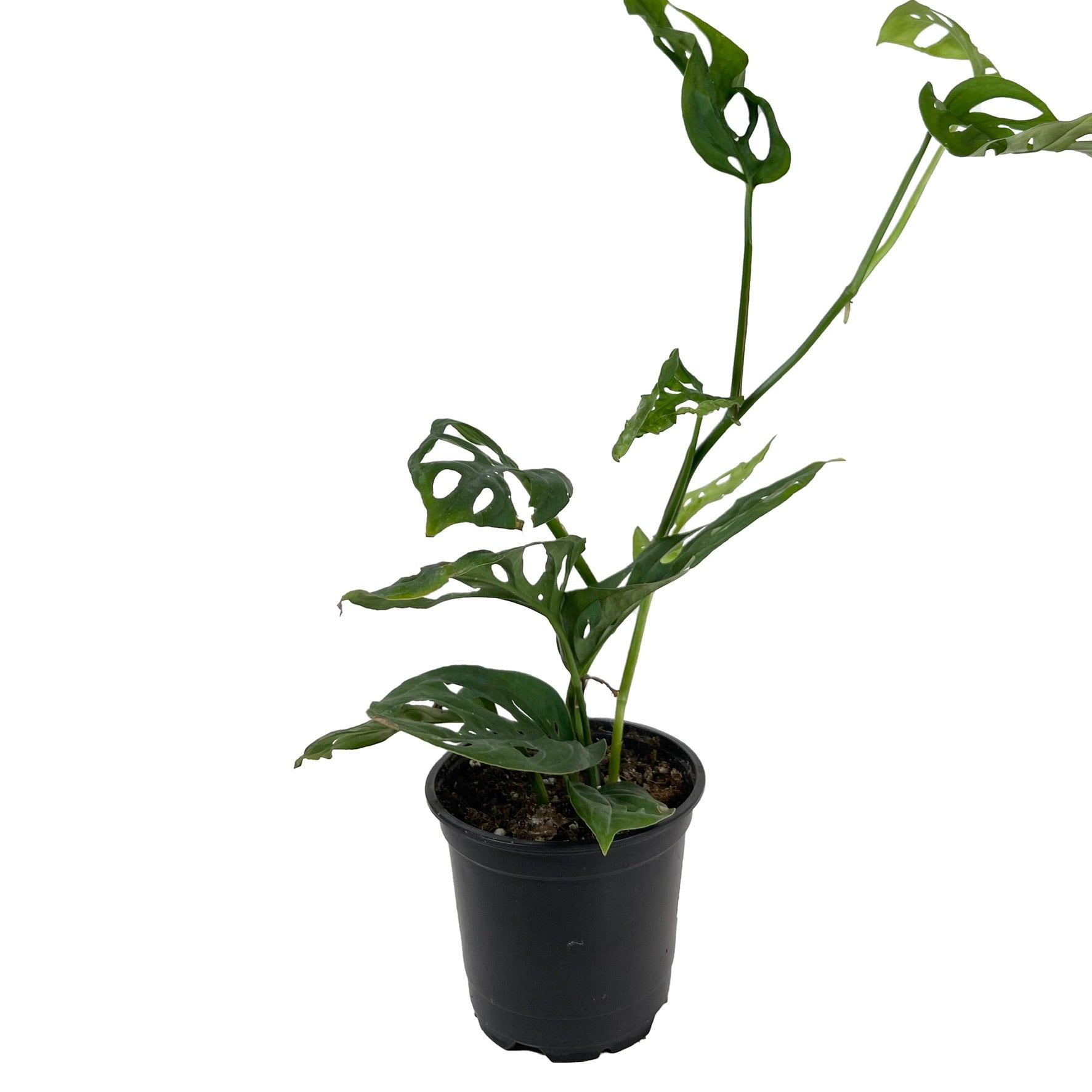 philodendron erubescens imperial green Imperial Red Philodendron Rare Plant (Philodendron erubescens) – Jungle  Relics main image 0