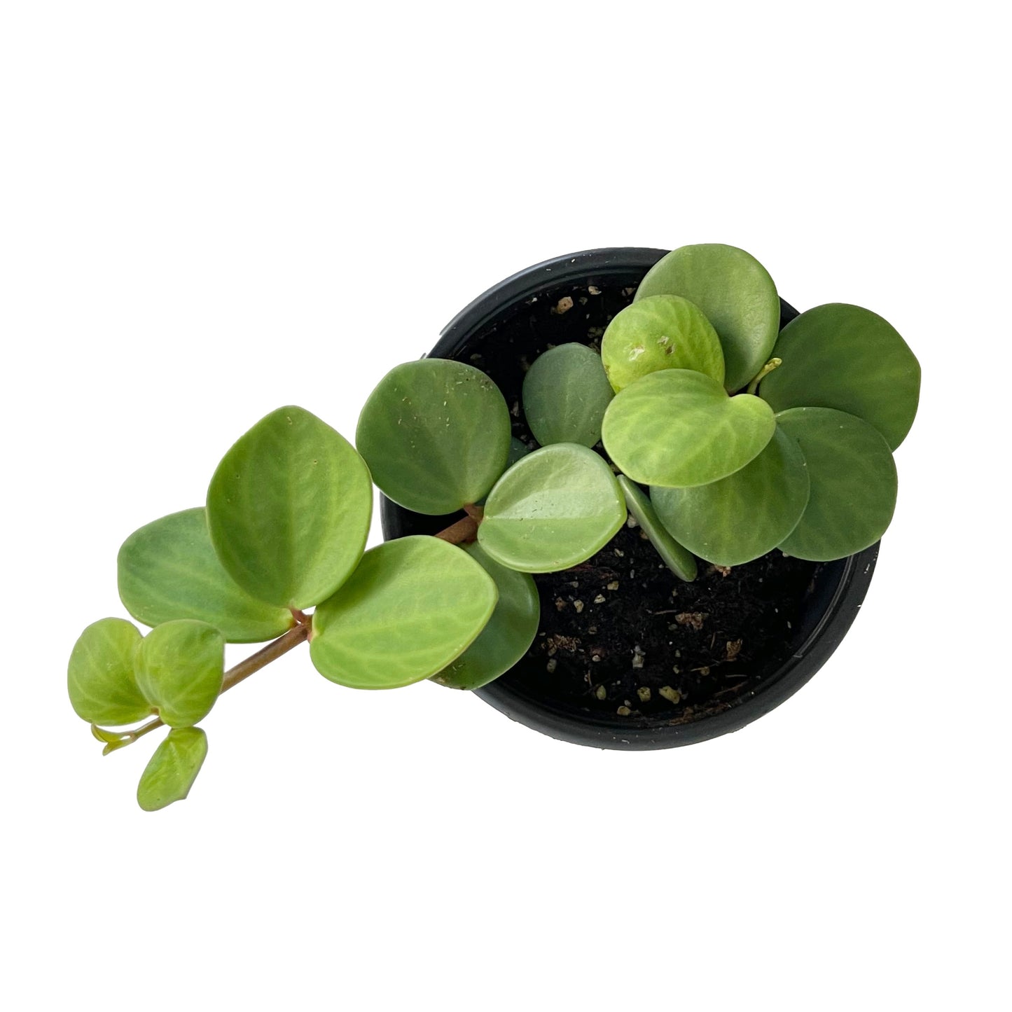 Peperomia Hope