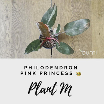 Philodendron Pink Princess