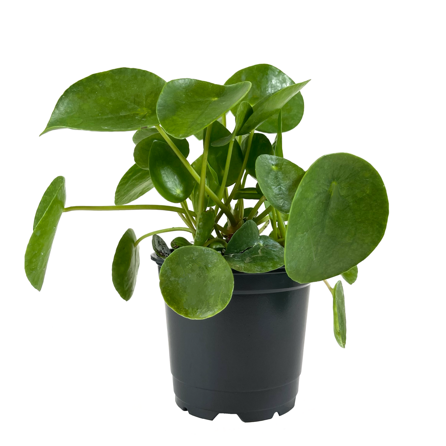 Pilea Peperomioides