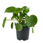 Pilea Peperomioides