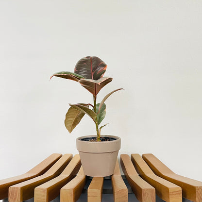 Ficus Decora Ruby