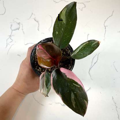 Philodendron Pink Princess