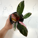 Load image into Gallery viewer, Philodendron Pink Princess
