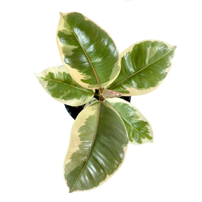 Ficus Decora Tineke