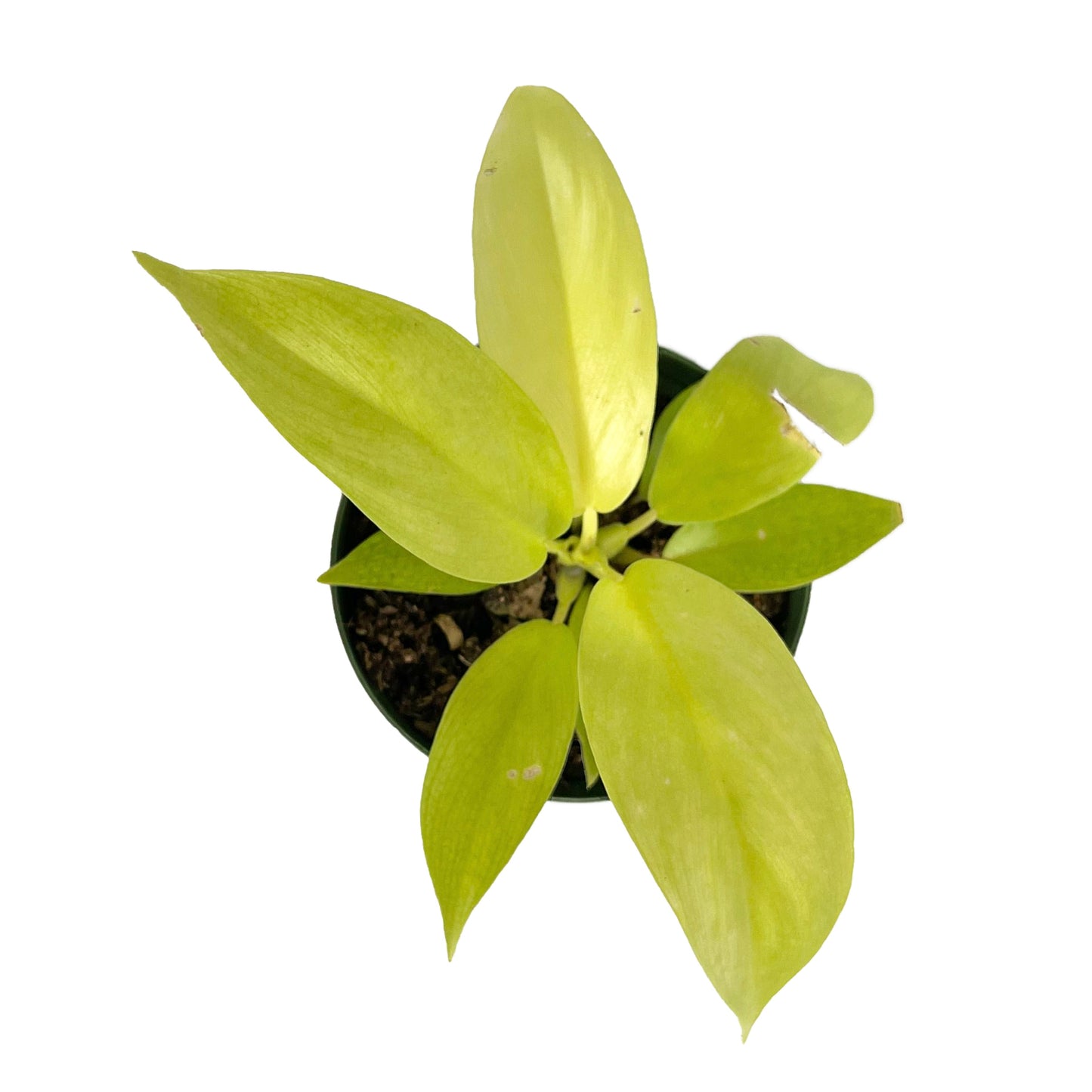 Philodendron Lemon Lime