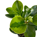 Load image into Gallery viewer, Peperomia Obtusifolia Marble
