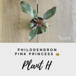 Load and play video in Gallery viewer, Philodendron Pink Princess
