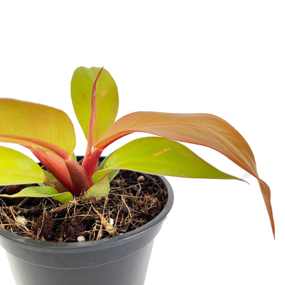 hybrid philodendron varieties Philodendron Hybrid – bumi