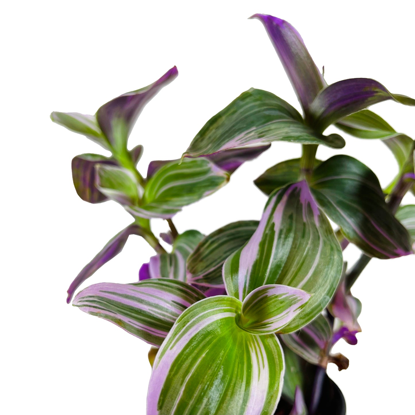 Tradescantia Nanouk