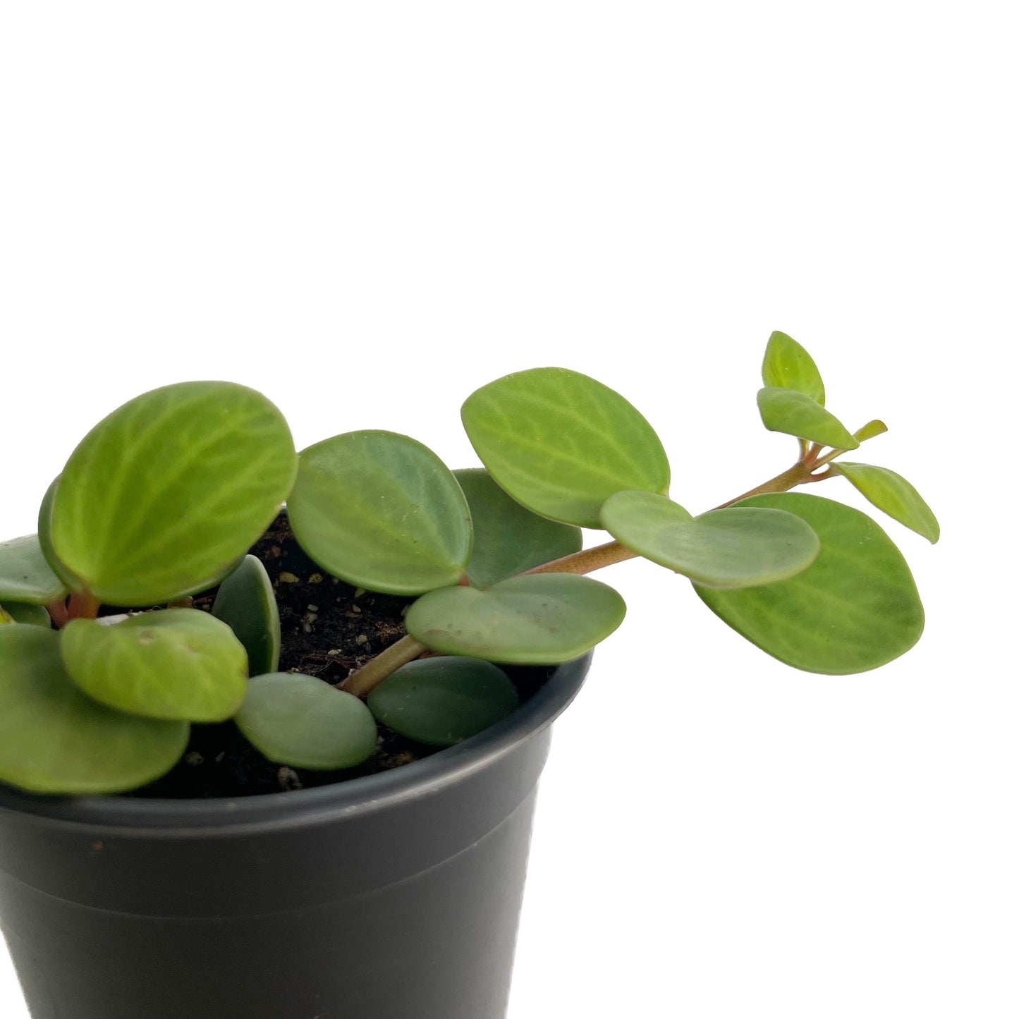 Peperomia Hope