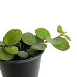 Load image into Gallery viewer, Peperomia Hope
