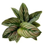 Load image into Gallery viewer, Calathea Majestica White Star
