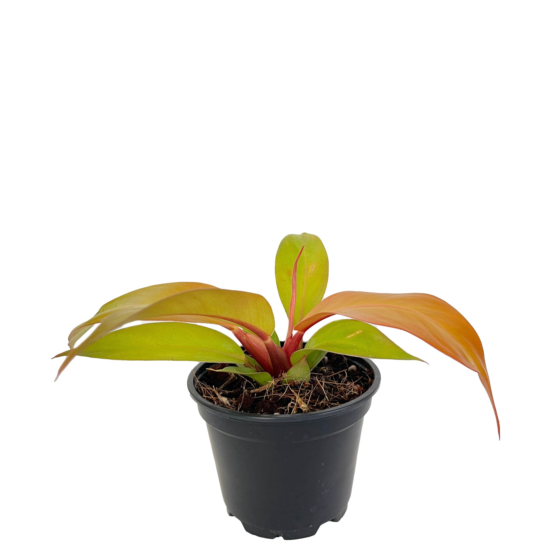 plants are purple rossmann Pro-Aging Super Serum main image 1