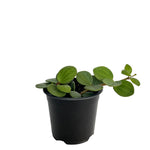 Load image into Gallery viewer, Peperomia Hope
