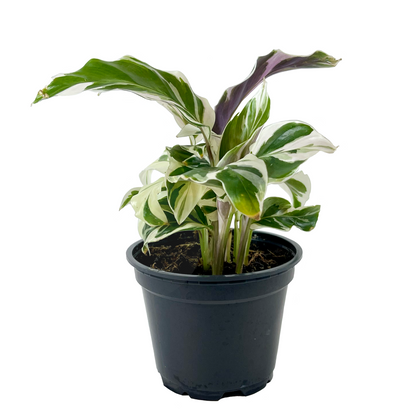 Calathea White Fusion