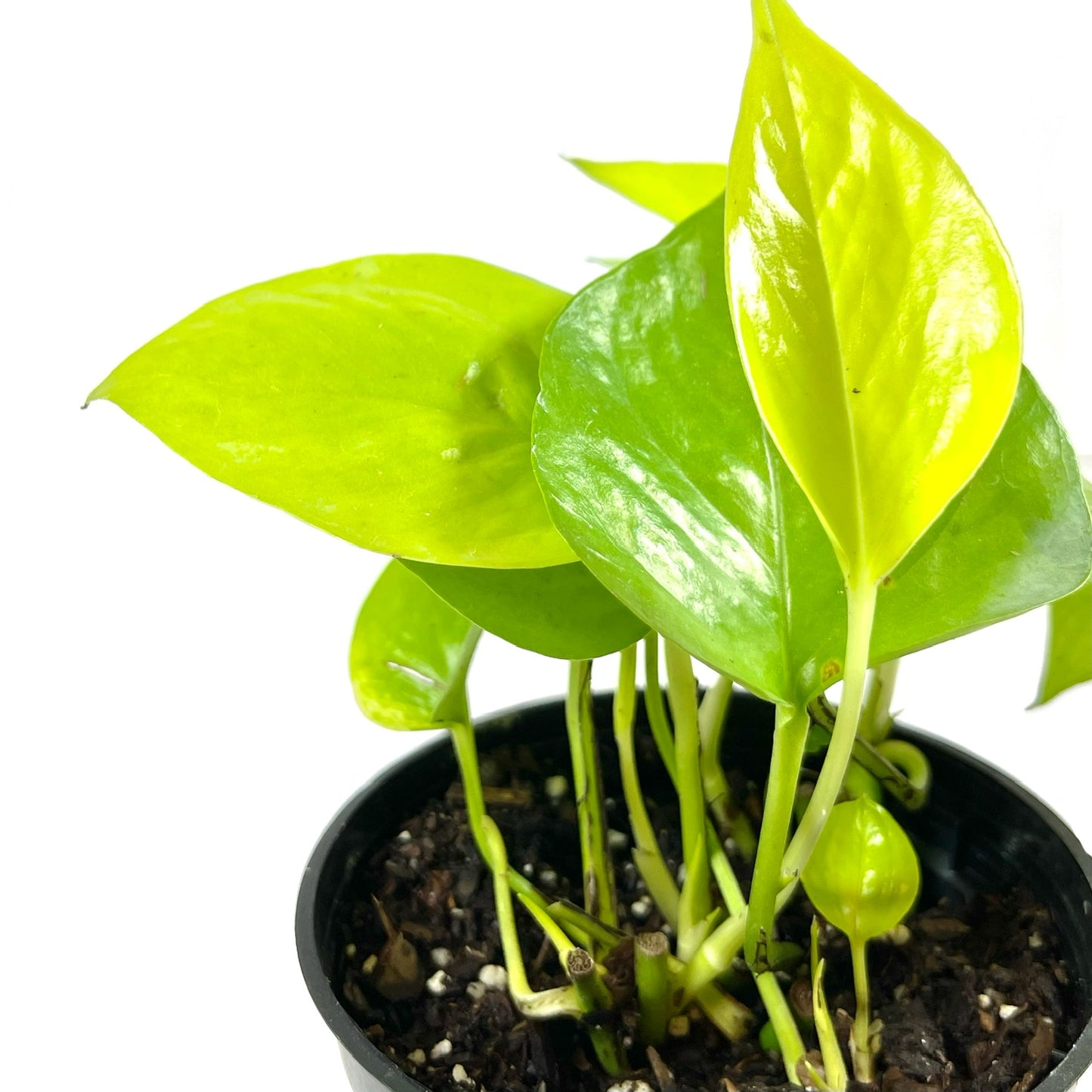 Pothos Neon