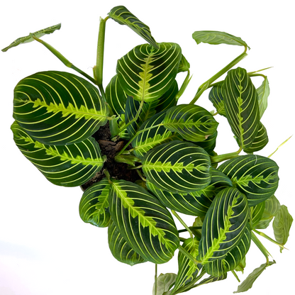 Maranta Lemon Lime