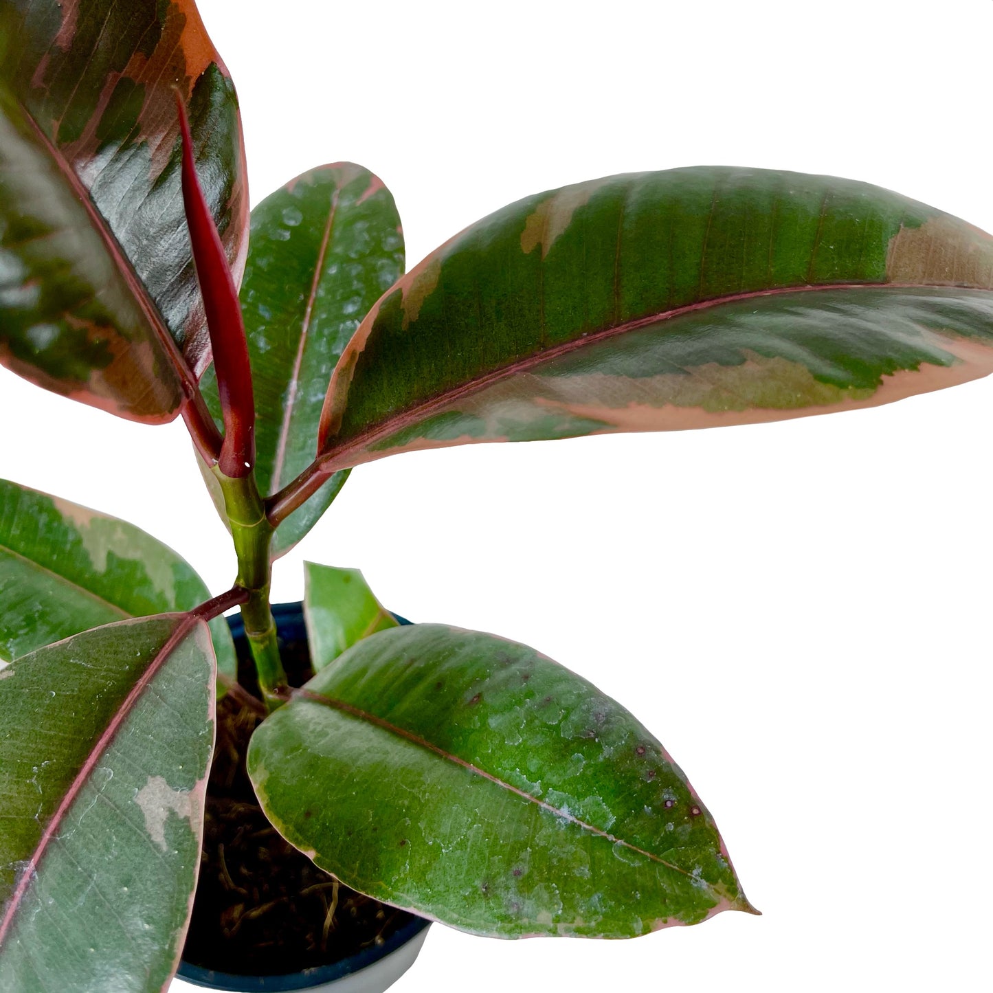 Ficus Decora Ruby