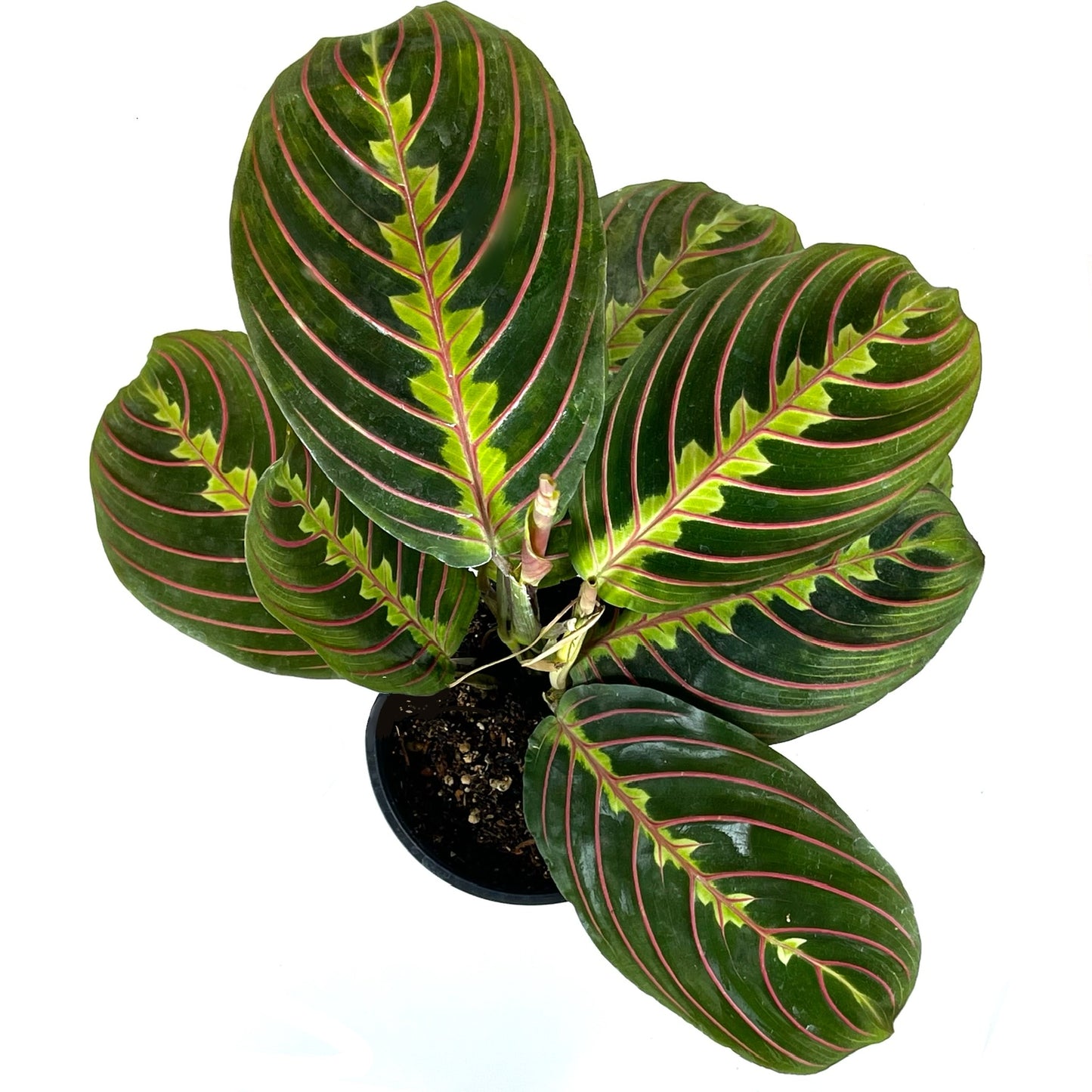 Maranta Red