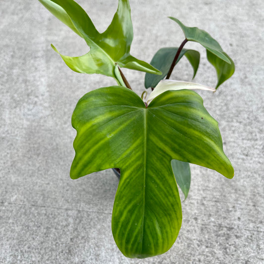 Philodendron Florida Beauty