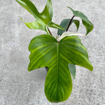 Load image into Gallery viewer, Philodendron Florida Beauty
