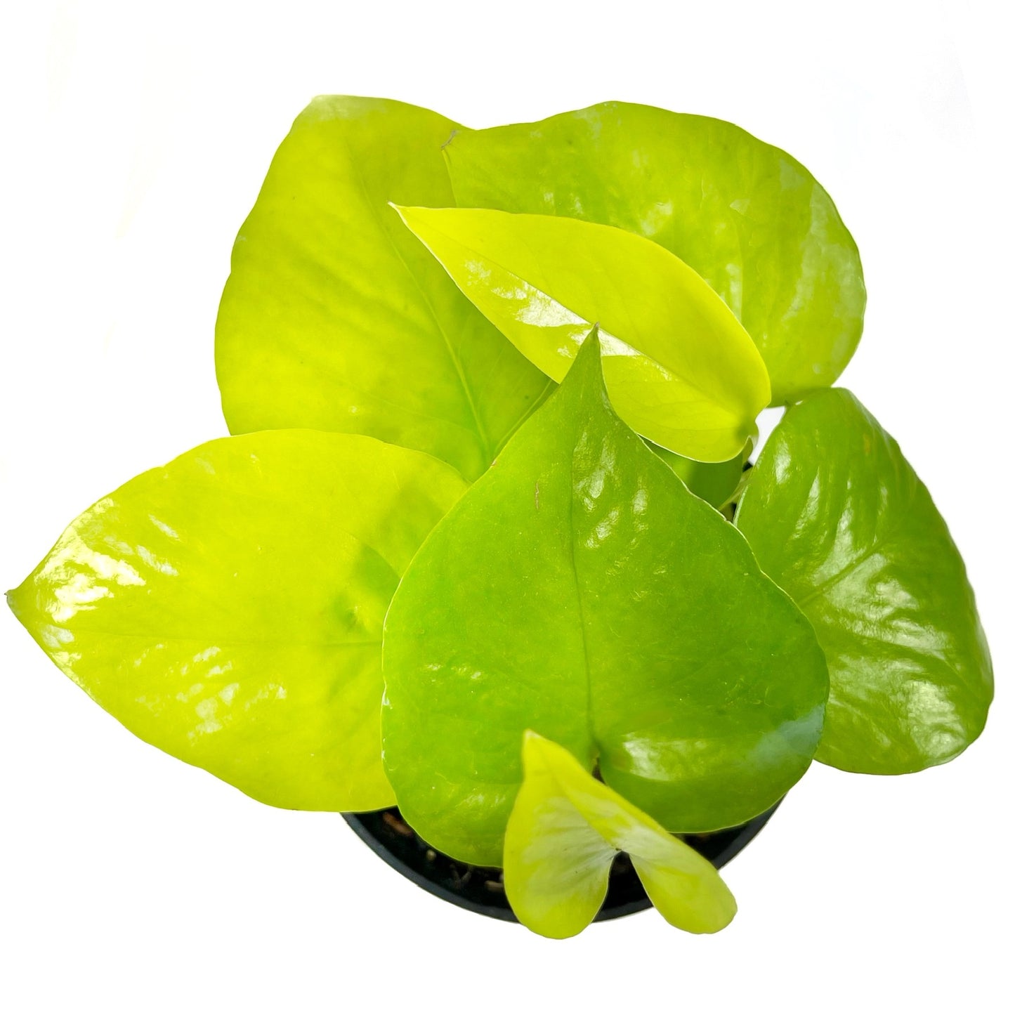 Pothos Neon