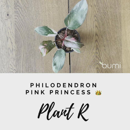 Philodendron Pink Princess