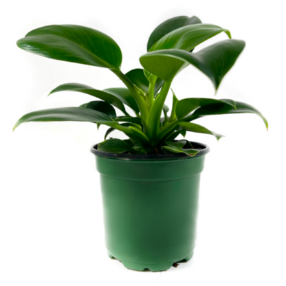 Philodendron Green Princess