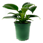 Load image into Gallery viewer, Philodendron Green Princess

